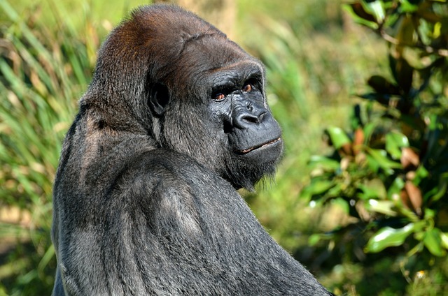 Den komplette guide til salgsfremmende kuponer til gorillaer