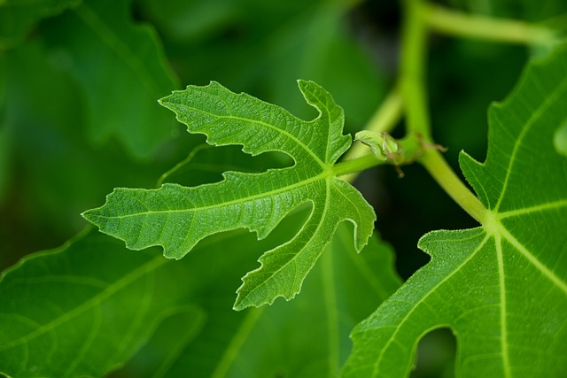 Figentræet fra Duermo: En bæredygtig kilde til mad og medicin