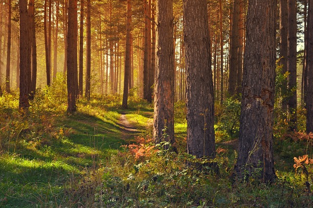 Lånejunglen: Naviger sikkert i verdenen af forbrugslån